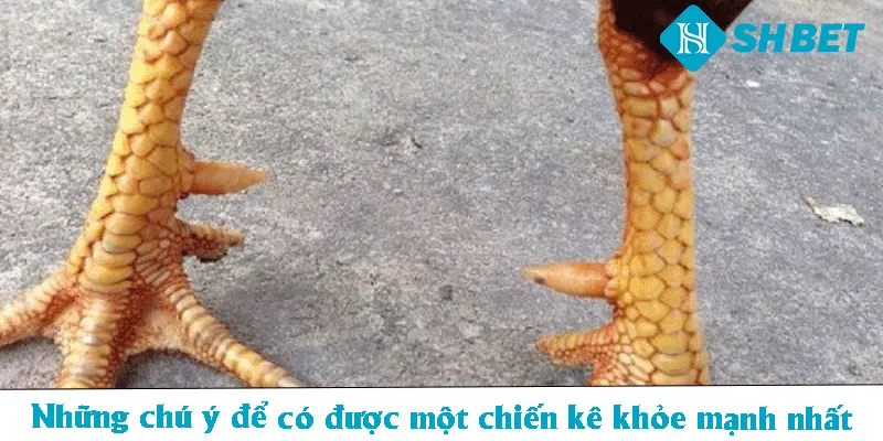 Những chú ý để có được một chiến kê khỏe mạnh nhất