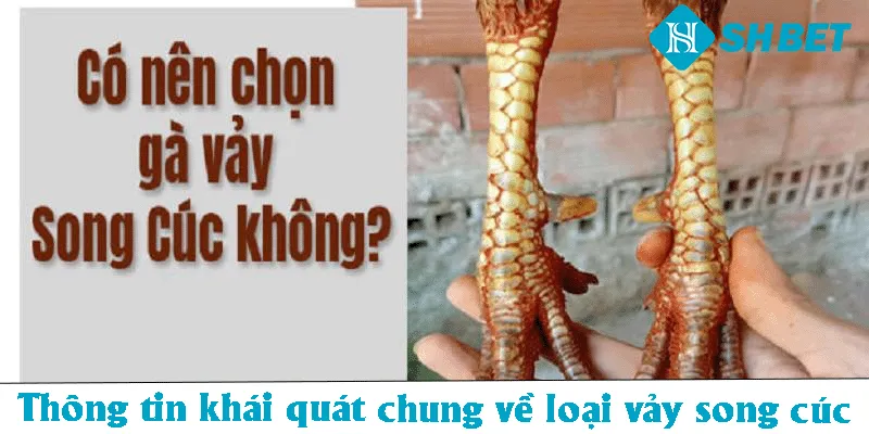 Thông tin khái quát chung về loại vảy song cúc